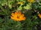 Yellowâ€‹ Sulfur CosmosÂ flowerâ€‹ plantâ€‹